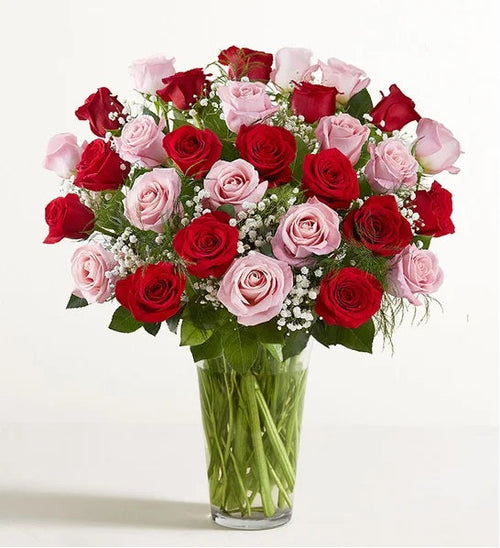 Clasic Red Pink Roses