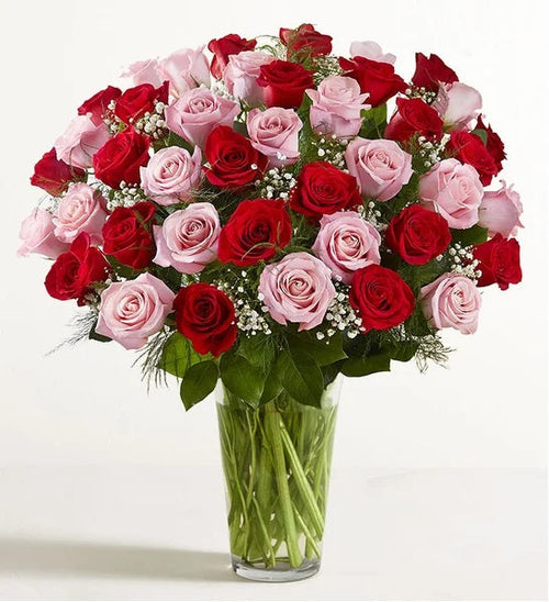 Clasic Red Pink Roses